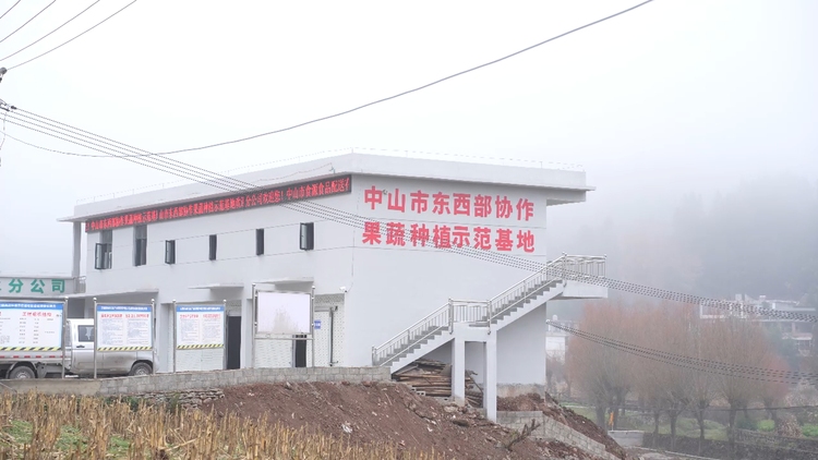 粤黔协作 | 水城前进村的蔬菜即将登上粤港澳大湾区市民的“餐桌”