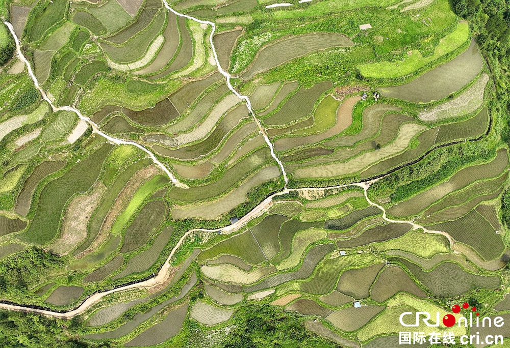 贵州凯里：藏在大山之间的营盘梯田_fororder_图片3
