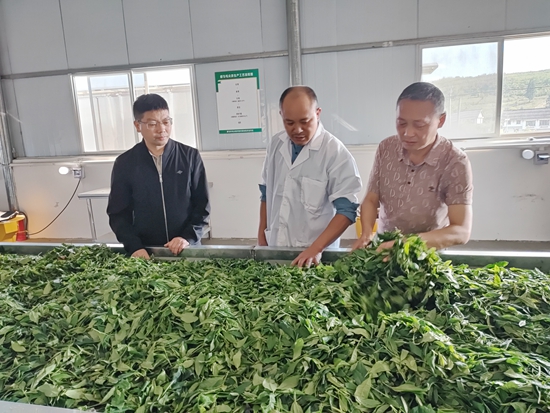 机械采收赋能都匀毛尖夏秋茶产量质量“双提升”_fororder_4
