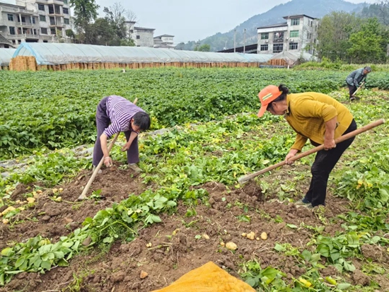 贵州碧江：“一线一带两区”模式建成蔬菜产业18.3万亩_fororder_640