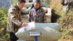 贵州镇远羊场镇：枯树叶变“金叶子”天麻带动群众再增收