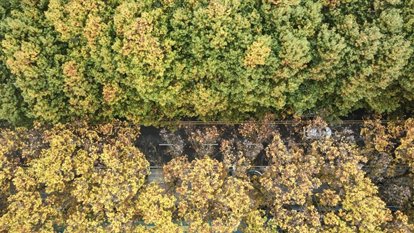 贵阳白云梧桐大道秋意铺展_fororder_图片3