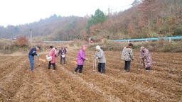 贵州镇远涌溪乡：300亩薯田铺就增收路 政策赋能连片种植