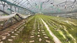 贵州清镇卫城镇2026年一季度农业生产实现“开门红”