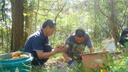贵州镇远县羊场镇：新生产线“唤醒”深山宝藏 “链”就天麻产业新高地