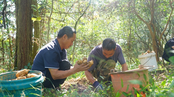 贵州镇远县羊场镇：新生产线“唤醒”深山宝藏 “链”就天麻产业新高地_fororder_DSC09949.JPG