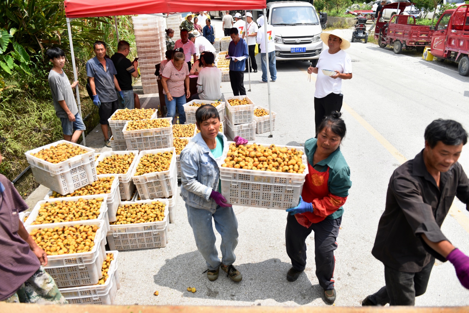 刺梨归仓 又见初好 | 水城区2025刺梨鲜果收购工作正式启动