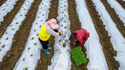 贵州黔西：抢抓农时种辣椒 特色产业促增收