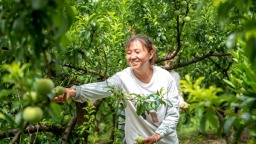 贵州黔西：千亩青脆李喜获丰收