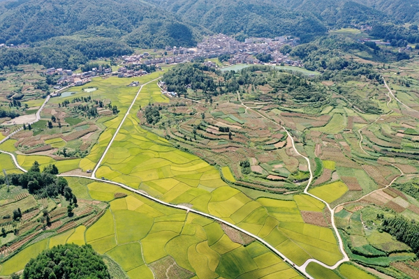 贵州镇远县江古镇：水稻渐次变黄 丰收在望_fororder_DJI_0799.JPG