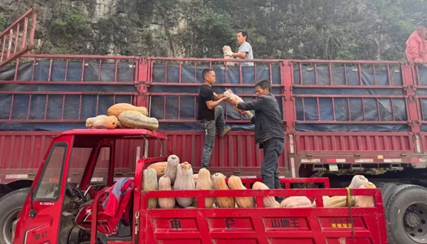 贵州正安：28.3万亩特色蔬菜&ldquo;种&rdquo;出乡村新希望_fororder_1