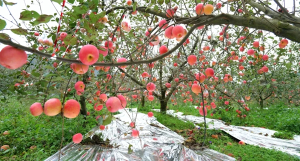 贵州长顺：预计产值约9亿元 3万余亩长顺高钙苹果热销_fororder_1