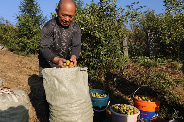 贵州省镇远县羊场镇：金秋十月油茶香 漫山“金果”铺就振兴路_fororder_AO2A0155.JPG