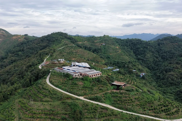贵州罗甸：探索“养牛-粪污-果园”生态农业新模式 走出山地农业绿色发展新路子_fororder_1