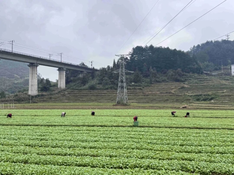 田畴沃野绘“丰”景 “农”墨重彩谱新篇——黔东南州“十四五”时期农业农村发展亮点综述
