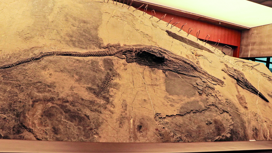 兴义世界地质公园博物馆——探秘贵州龙 感受亿万年的生命遗迹