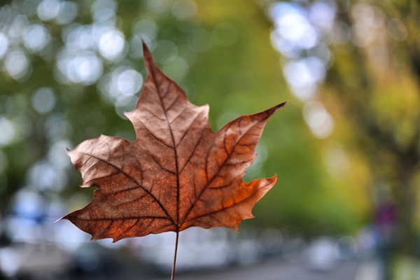 贵阳白云梧桐大道秋意铺展_fororder_图片4