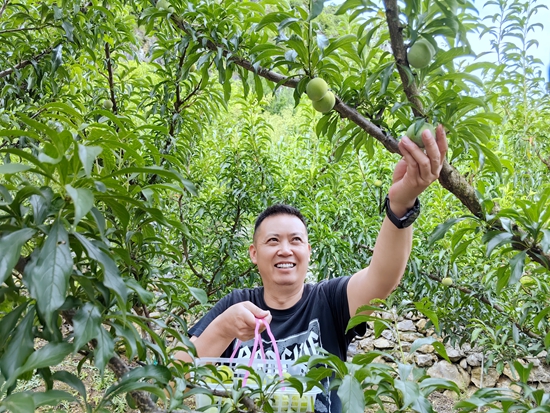 贵州仁怀火石镇蜂糖李喜获丰收  线上线下销售火热_fororder_游客正在采摘蜂糖李