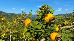 桐梓刺梨顺利出口马来西亚