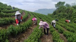 贵州沿河后坪乡：抓实茶园秋管 筑牢丰产根基