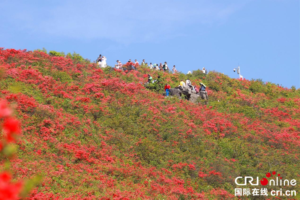 贵州丹寨：万亩杜鹃花海引客来_fororder_图片4