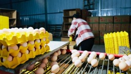 贵州仁怀五马镇：智能鸡舍产“金蛋” 绿色循环富乡亲