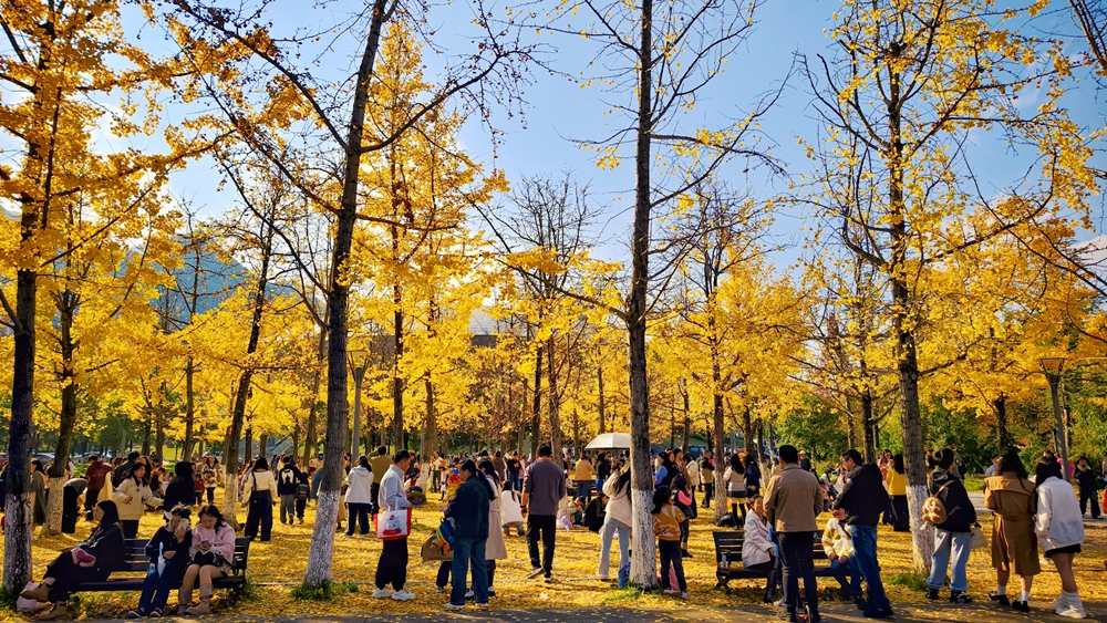 贵州六盘水：宜人秋色引客来_fororder_11月16日，游客在六盘水师范学院校园内游<span class=