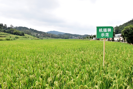 贵州税务牵头帮扶道真县 谱写“三农”发展新篇章 贵州税务牵头帮扶道真县 谱写“三农”发展新篇章_fororder_隆兴三龙水稻