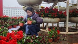 新春新气象 | 马年焕新颜 六盘水市水城区主干道盛装点亮新春