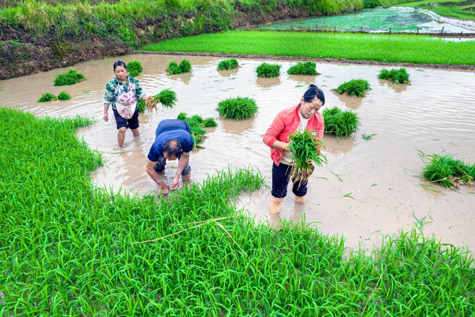 贵州黔西：小满时节插秧忙_fororder_2025年5月21日，农民在贵州省黔西市锦星镇洪湖村水稻秧田里起秧（无人机照片）。DJI_0421.JPG