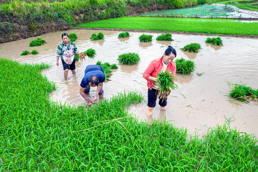 贵州黔西：小满时节插秧忙_fororder_2025年5月21日，农民在贵州省黔西市锦星镇洪湖村水稻秧田里起秧（无人机照片）。DJI_0421.JPG