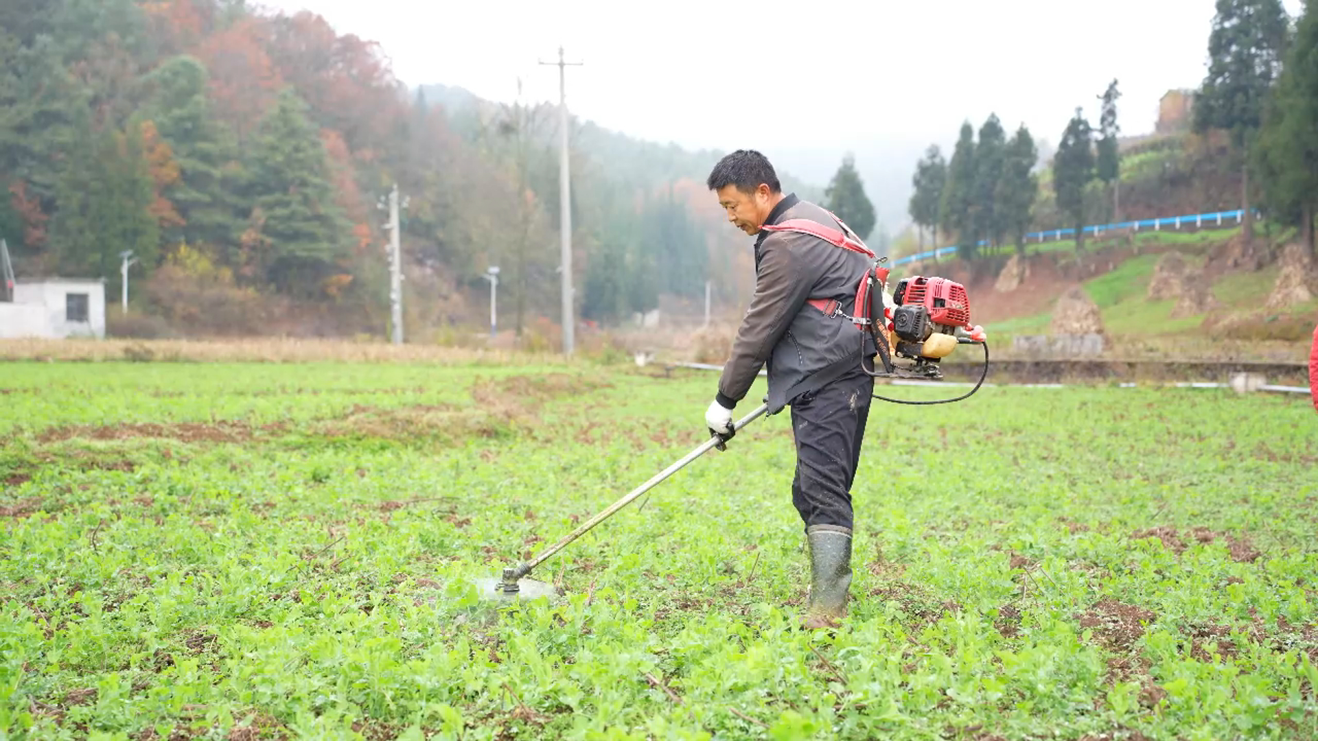 粤黔协作 | 水城前进村的蔬菜即将登上粤港澳大湾区市民的“餐桌”