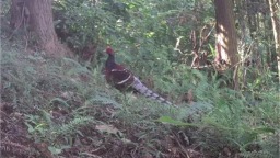 贵州省罗甸县首次发现国家一级保护动物黑颈长尾雉