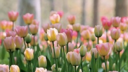 龙里龙架山郁金香盛开 春日文旅添新景