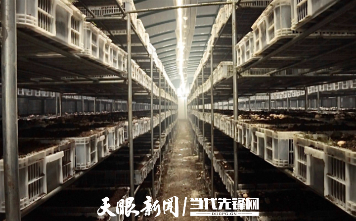 聚焦数博会｜贵州：从车间到田间 数字赋能拓展应用场景