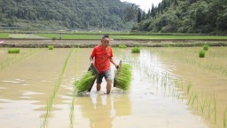 贵州长顺11.85万亩水稻种植接近尾声