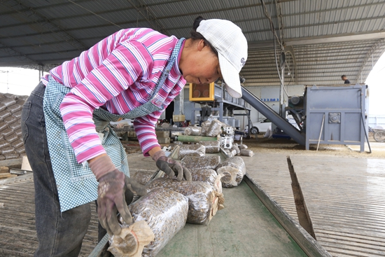 贵州威宁：筑巢引凤种平菇绘就乡村振兴动人图景_fororder_5、2025年6月18日，贵州省毕节市威宁自治县观风海镇塘房村的平菇种植基地内已是一片繁忙。该基地总投资450万，流转土地80余亩建设大棚100个，棚均产平菇20000斤，日用工量60至70人，预估总产值500万元。图为工人们正在把一个个圆柱形菌包整齐码放。.JPG