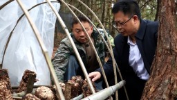 贵州独山：科技赋能解锁“林下金矿” 马桑菌产业撑起致富新希望