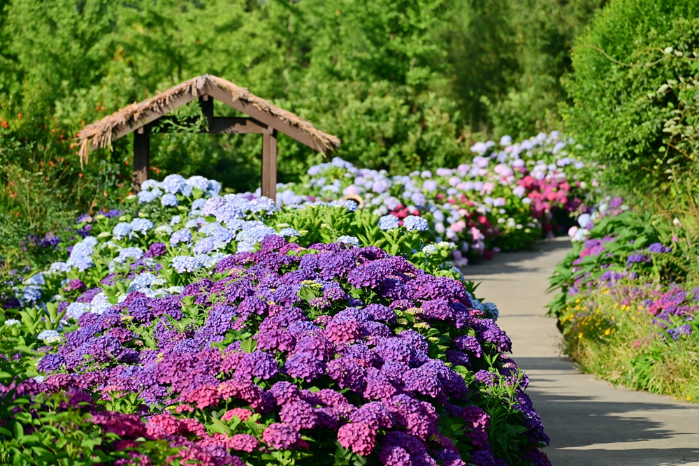 夏日情书已送达 贵阳市白云区绣球花海盛放_fororder_DSC_3486.JPG