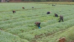 贵州镇远：油菜移栽绘就丰收新图景