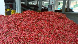轻点鼠标买卖全球 邮储银行助遵义辣椒“红”遍世界