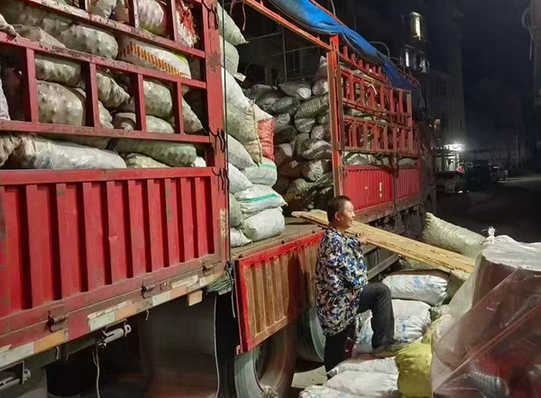 贵州省镇远县羊场镇：金秋十月油茶香 漫山“金果”铺就振兴路_fororder_d94887d4e527154c0fc852143ce04bf5