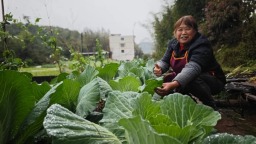 贵州赤水：“菜园子”直通“菜篮子” 助农又惠民_fororder_0261b052534b92a7