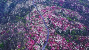 贵州毕节百里杜鹃迎盛花期 邀您共赴春日“地球彩带”之约