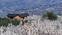 六盘水市水城区发耳镇1.8万亩樱桃丰收在望