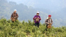 贵州镇远都坪镇：春茶采摘加工忙 茶香赋能乡村兴