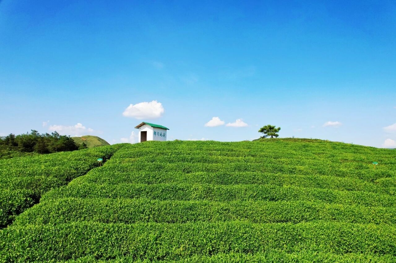 贵州新“枫”景 茶香里的和谐密码——都匀巧用制茶智慧创新基层调解