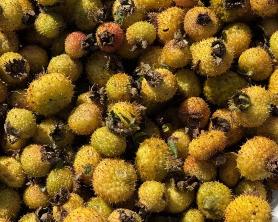 六盘水市水城区花戛乡刺梨迎丰收 “黄金果”铺就振兴路 六盘水市水城区花戛乡刺梨迎丰收 “黄金果”铺就振兴路_fororder_640 (2)