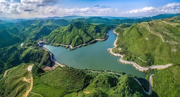 粤贵花开在黔南 | 广黔携手让“黔茶名片”更亮，茶农家门口增收_fororder_2