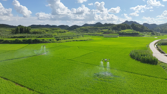 贵州镇远江古镇水稻坝区开展无人机飞防作业 为粮食安全保驾护航_fororder_7月15日(4)